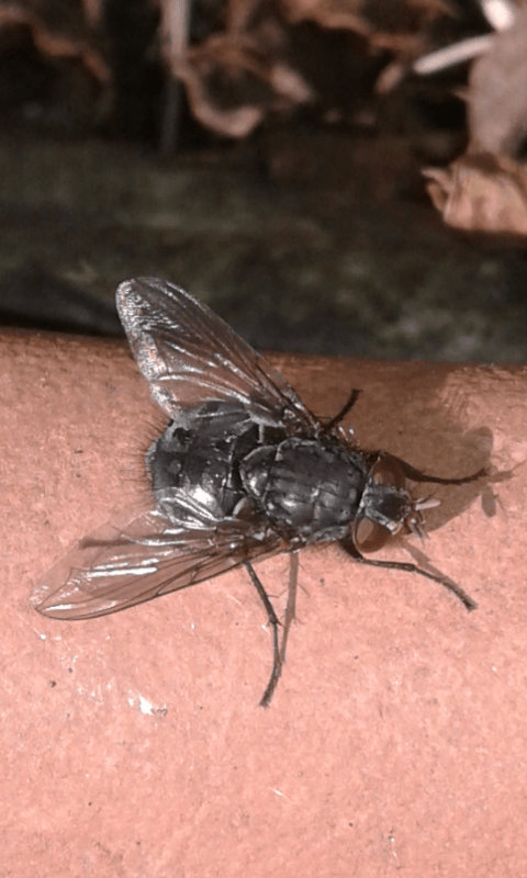 Calliphoridae : Calliphora vicina?  Probabile...